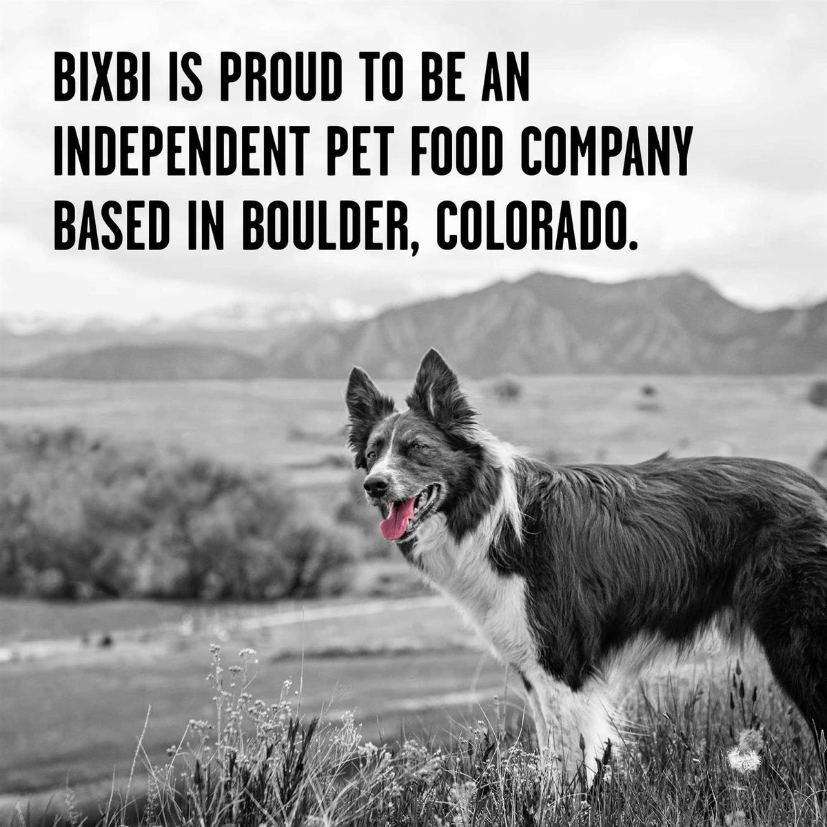 Freeze Dried Duck Recipe Dog Food T593744