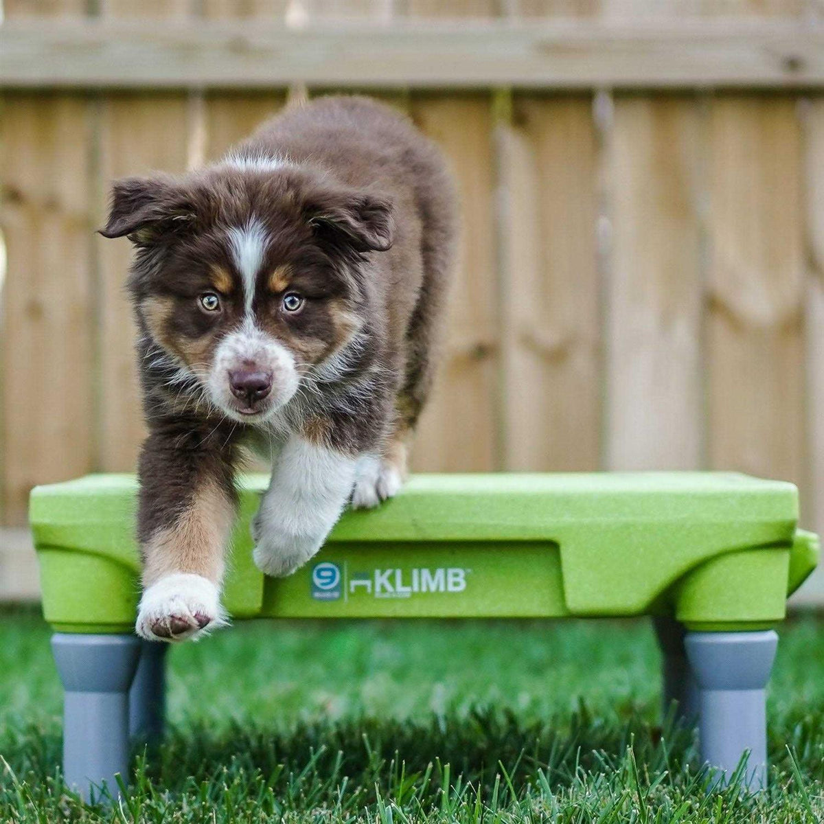 Dog Training Platform & Agility System V881