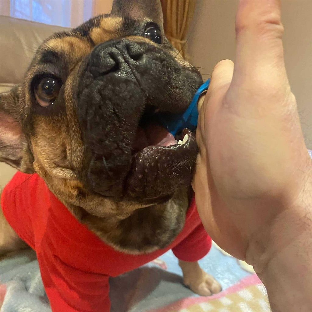 Pet Toothbrushing Aid P499046