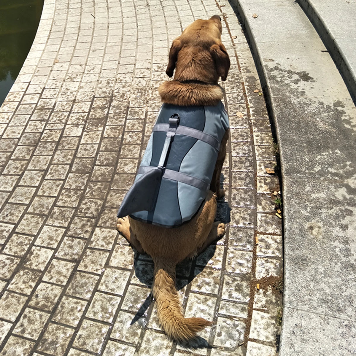 Dog Pet Shark Swimsuit Vest Safety Wear A46192