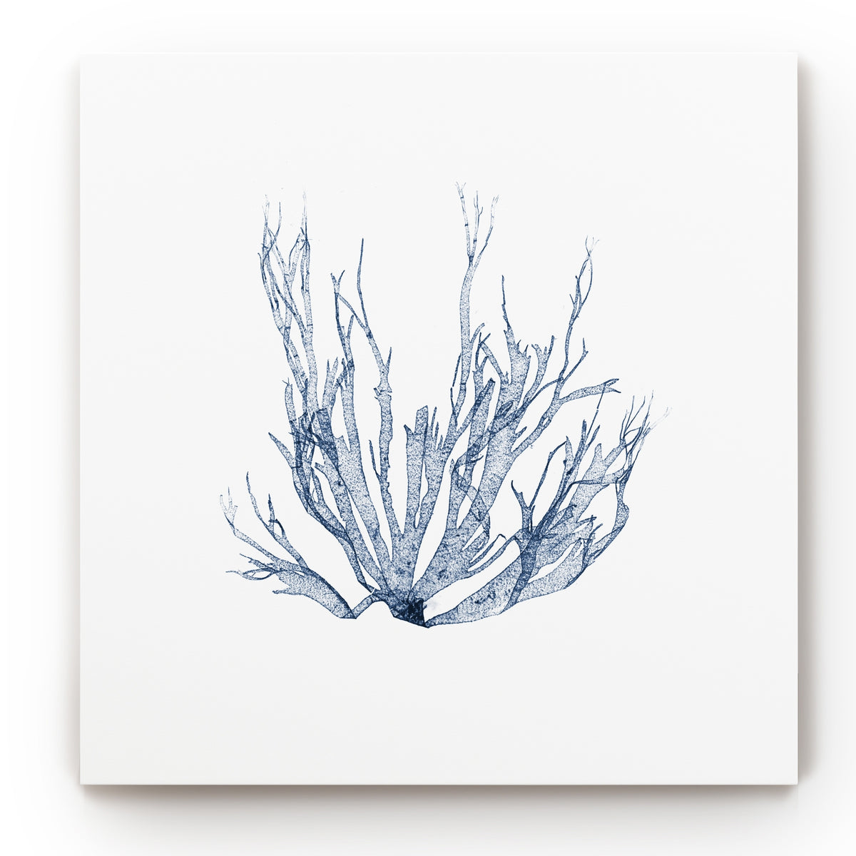 Navy Seaweed Gallery Wrapped Canvas 10x10 U44594