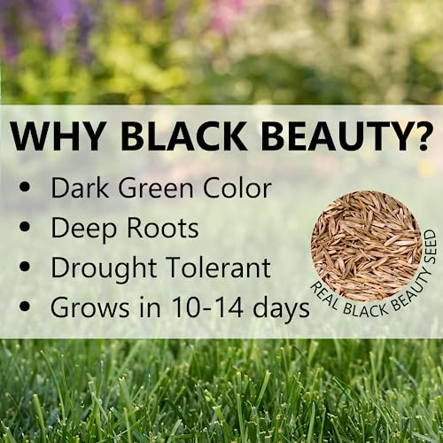 Black Beauty Heavy Traffic Grass Seed 25 lb U842