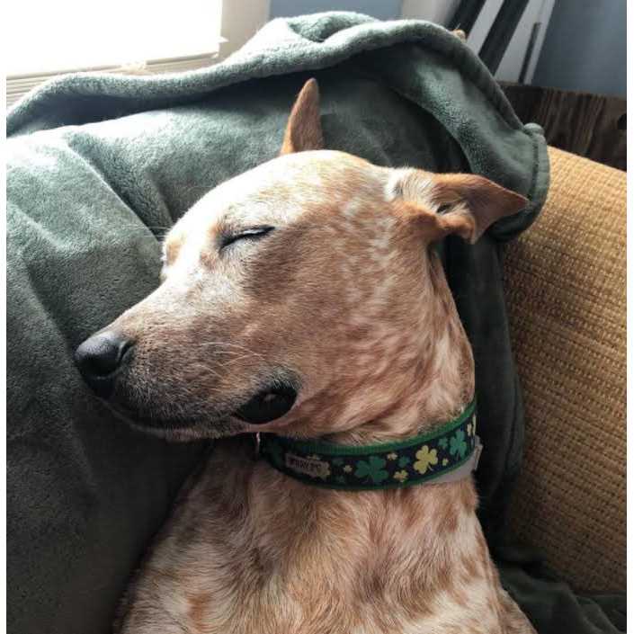 Dog Collar C4184