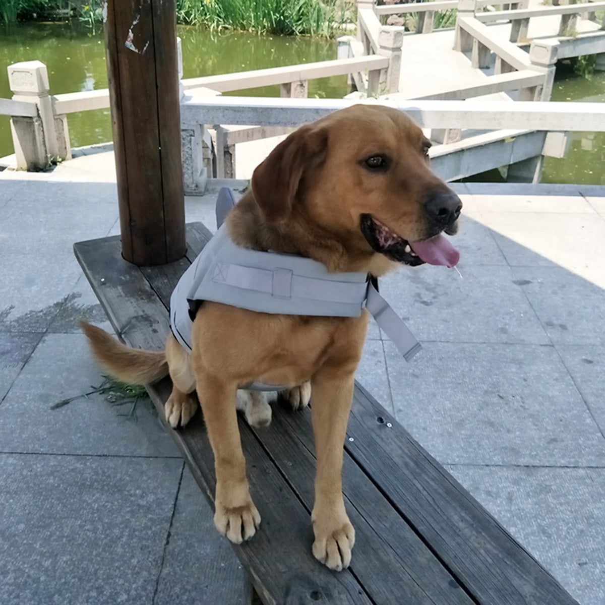 Dog Pet Shark Swimsuit Vest Safety Wear A46192