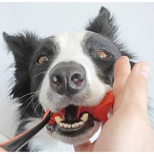 Pet Toothbrushing Aid P499046