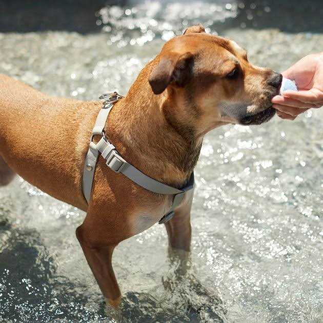Outdoor Waterproof Pvc Dog Harness W89026