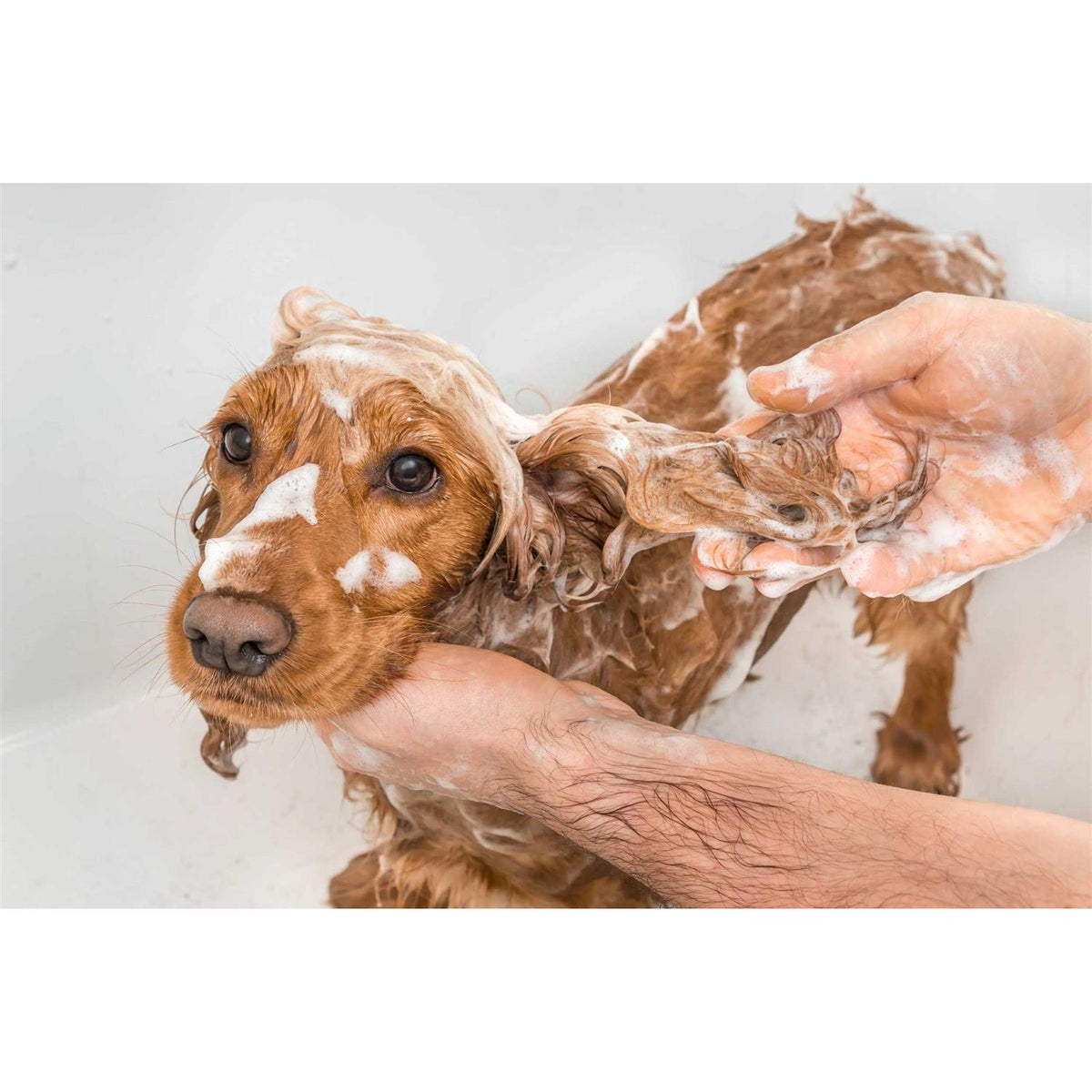 Dog Shampoo I780