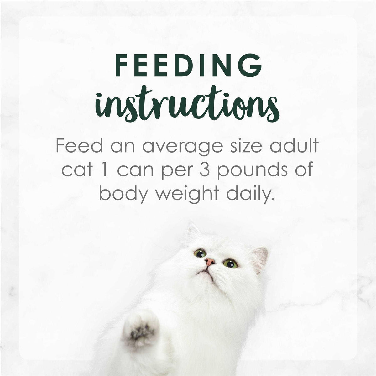 Wet Cat Food G2601