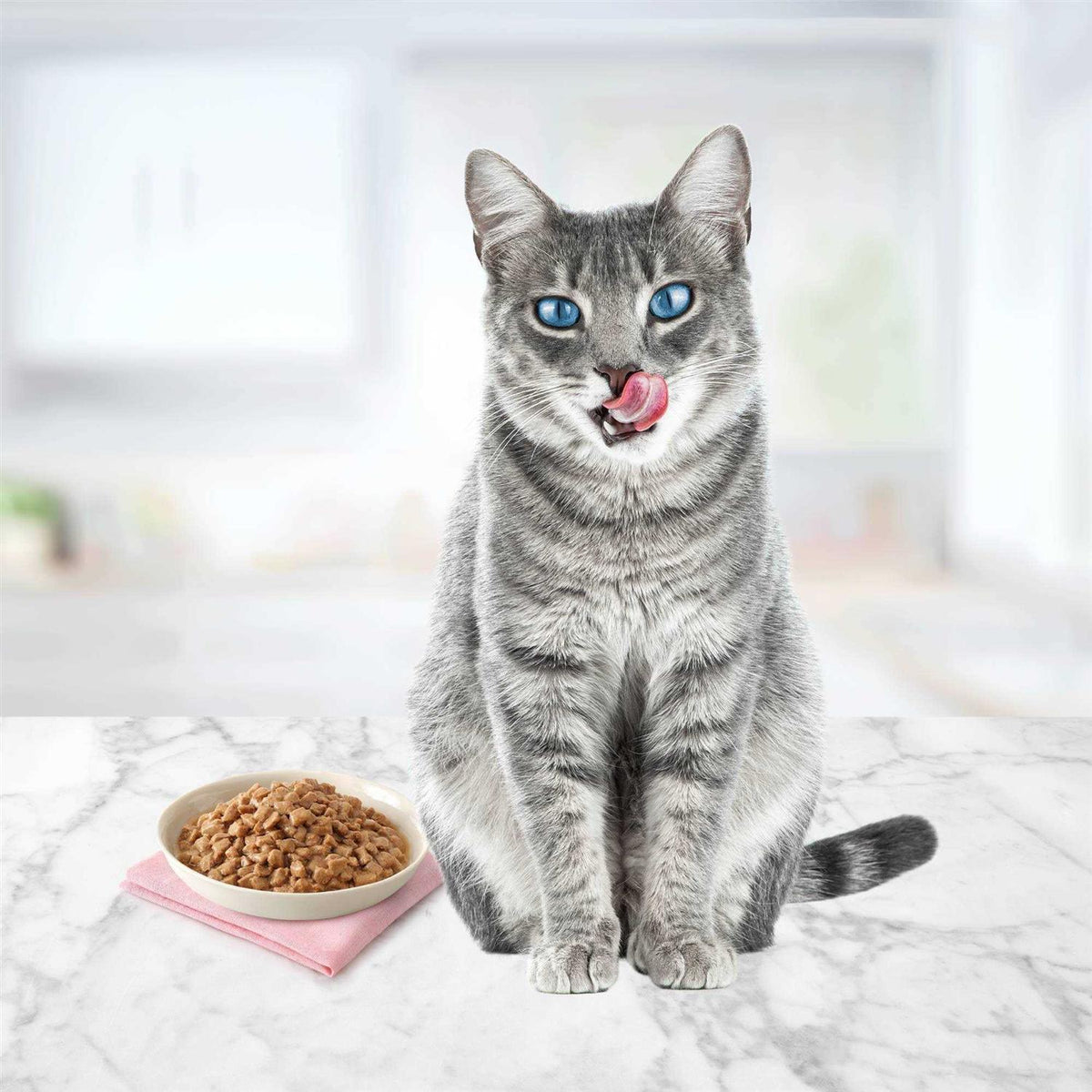 Cat Food Entree M97093