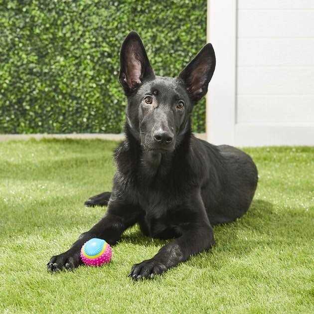 Sensory Ball Dog Toy G8394