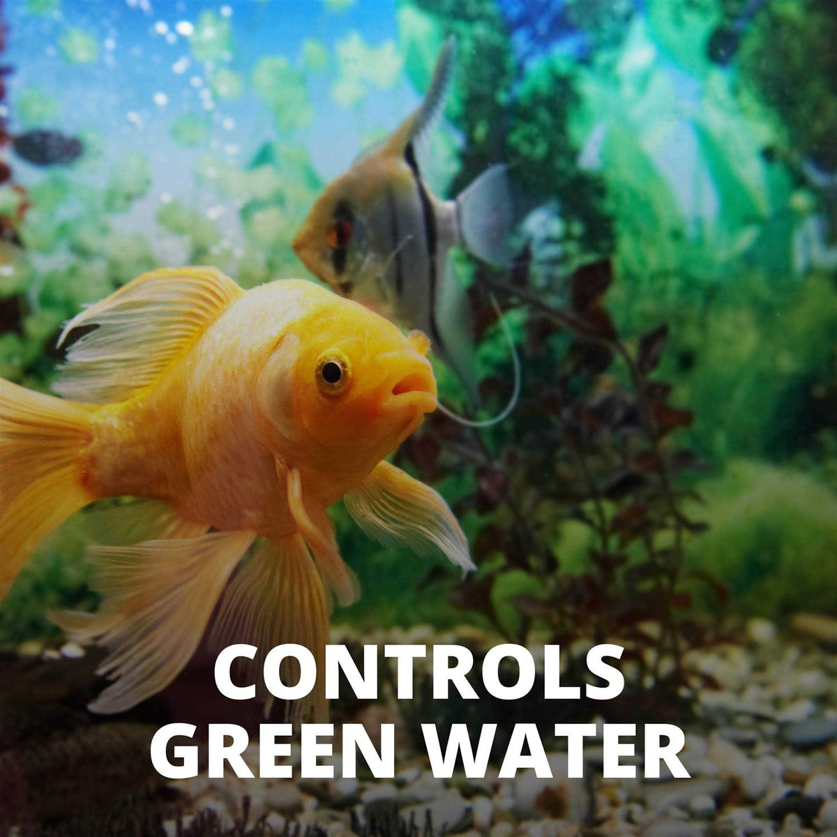 Algae Control Pet Supplies Y476878