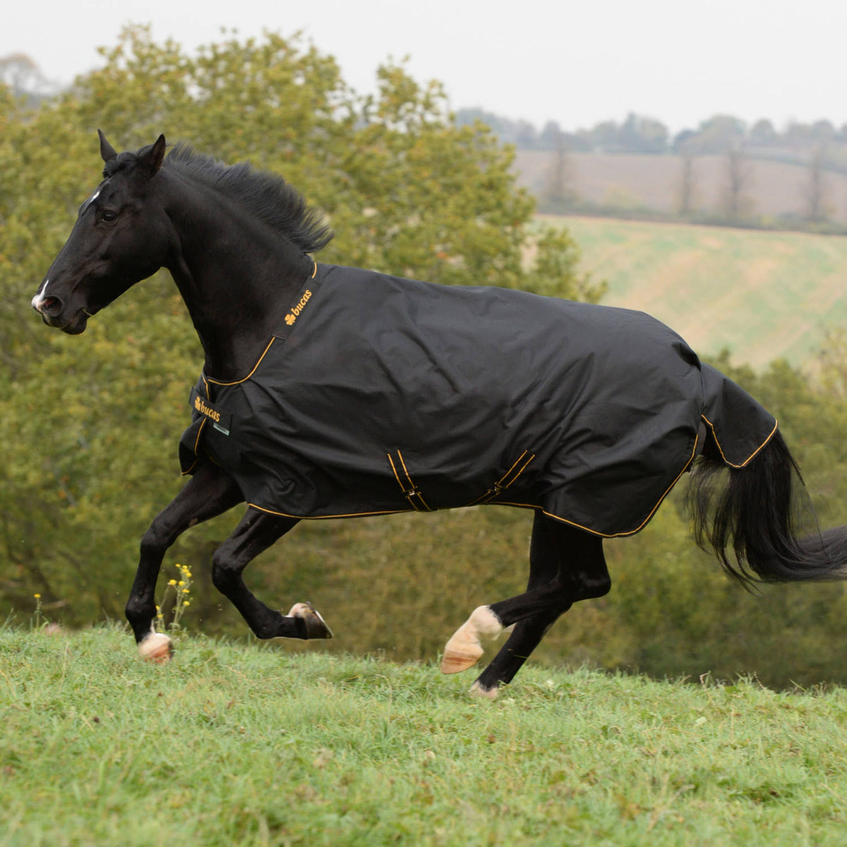 Black / Gold Light Turnout 50 Grams T2966
