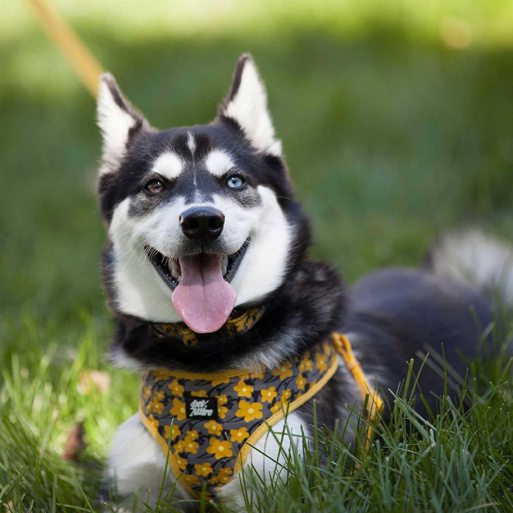 Adjustable Dog Harness V663300